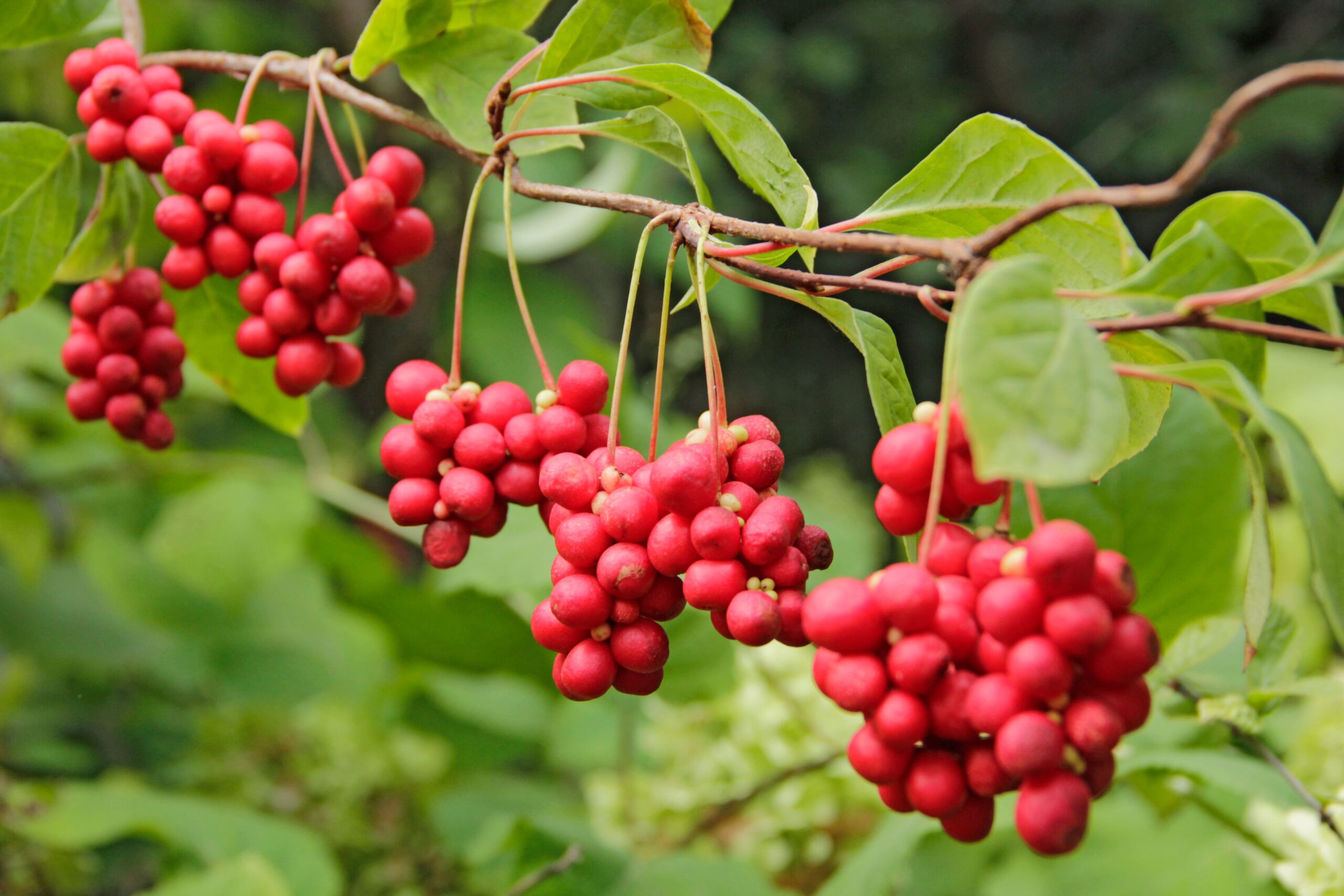 Oubliez la racine de Ginseng !